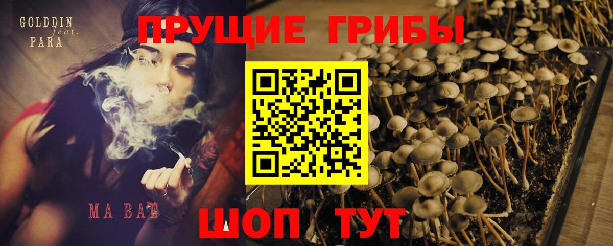 Стерлитамак  Псилоцибиновые грибы Psilocybe  Вход с VPN 